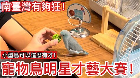 鸚鵡小木屋爭議|【鸚鵡小木屋 爭議】鸚鵡小木屋掀爭議！鳥飼料出包。